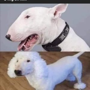 Meet your Posher, Luis